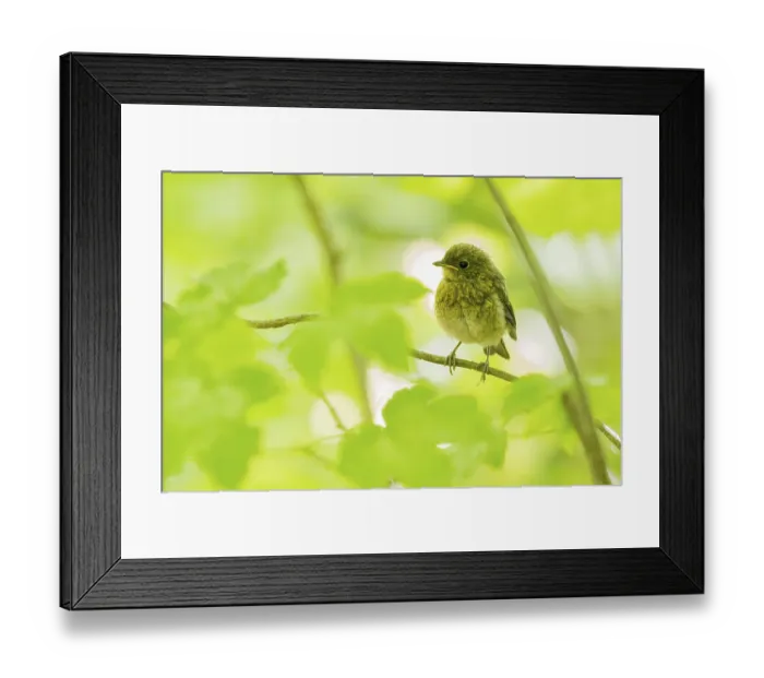 Framed Print : European robin (Erithacus rubecula) Framed Print : European robin (Erithacus rubecula)
