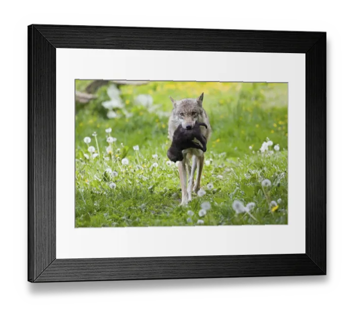 Framed Print : Gray wolf (Canis lupus) with young in mouth Framed Print : Gray wolf (Canis lupus) with young in mouth
