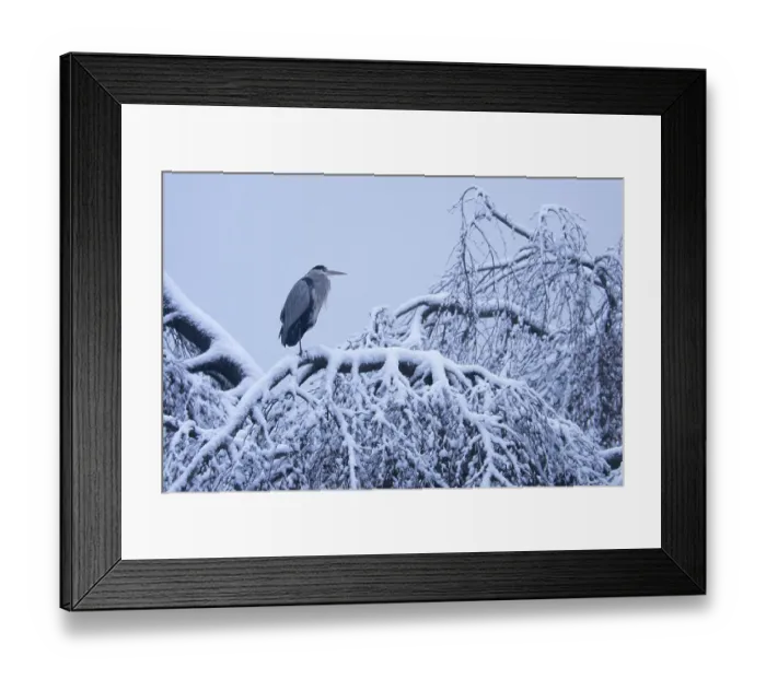 Framed Print : Grey heron (Ardea cinerea) standing on snow-covered branch