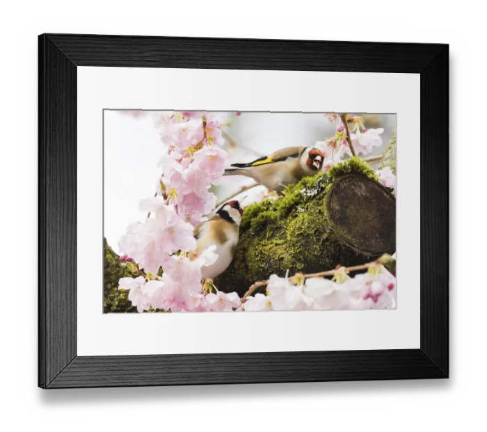 Framed Print : Two european goldfinches (Carduelis carduelis) sitting on a moss-covered branch surrounded by pink cherry blossoms