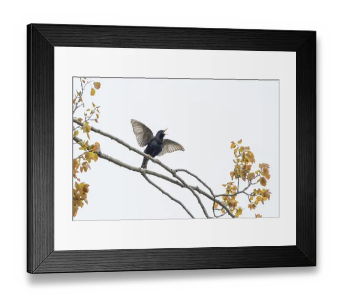 Framed Print : A common starling (Sturnus vulgaris) with spread wings on a branch with yellow leaves