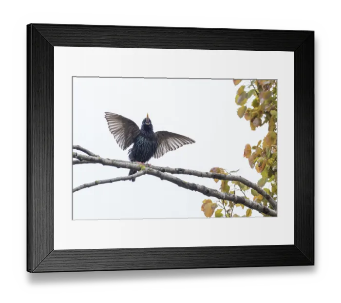 Framed Print : A common starling (Sturnus vulgaris) with spread wings sitting on a tree branch