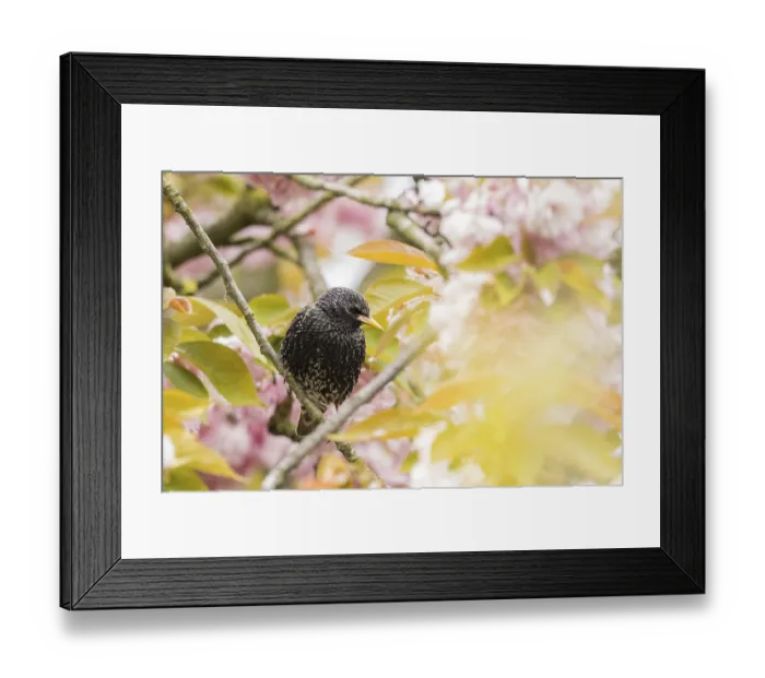 Framed Print : A common starling (Sturnus vulgaris) in quiet profile on a branch with pink flowers