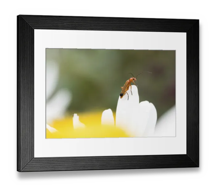 Framed Print : A Common red soldier beetle (Rhagonycha fulva) sitting on a white flower