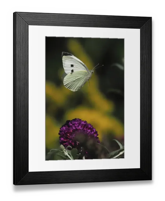Framed Print : A Cabbage butterfly (Pieris brassicae) hovering over a purple flower in a natural environment