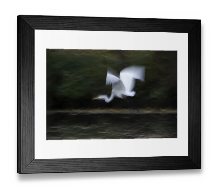 Framed Print : A great egret (Ardea alba) in blurred flight over a green landscape