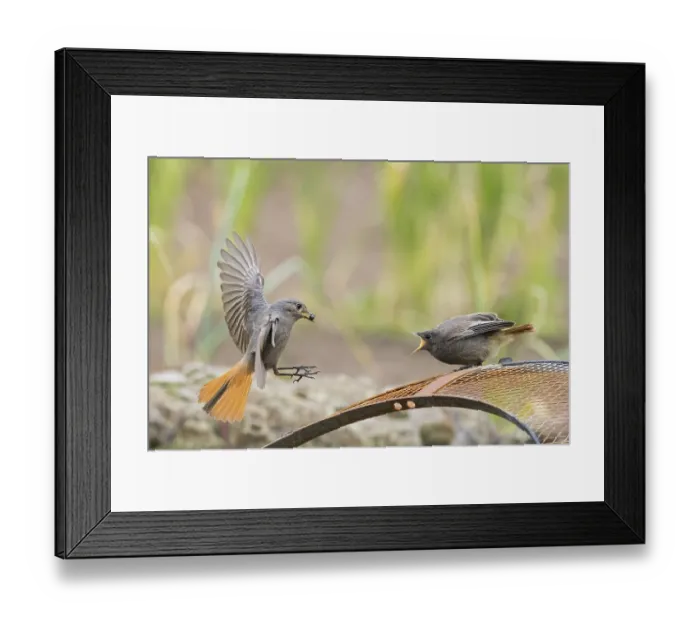 Framed Print : Female black redstart (Phoenicurus ochruros) approaching to feed a young bird on a wire mesh
