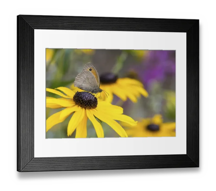 Framed Print : Meadow Brown (Maniola jurtina) sitting on a yellow flower