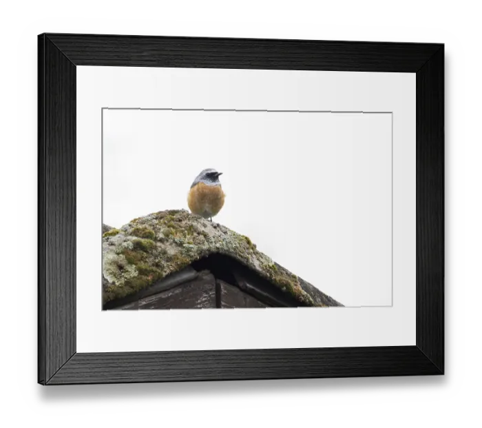 Framed Print : A redstart (Phoenicurus phoenicurus) sits on a moss-covered roof Framed Print : A redstart (Phoenicurus phoenicurus) sits on a moss-covered roof