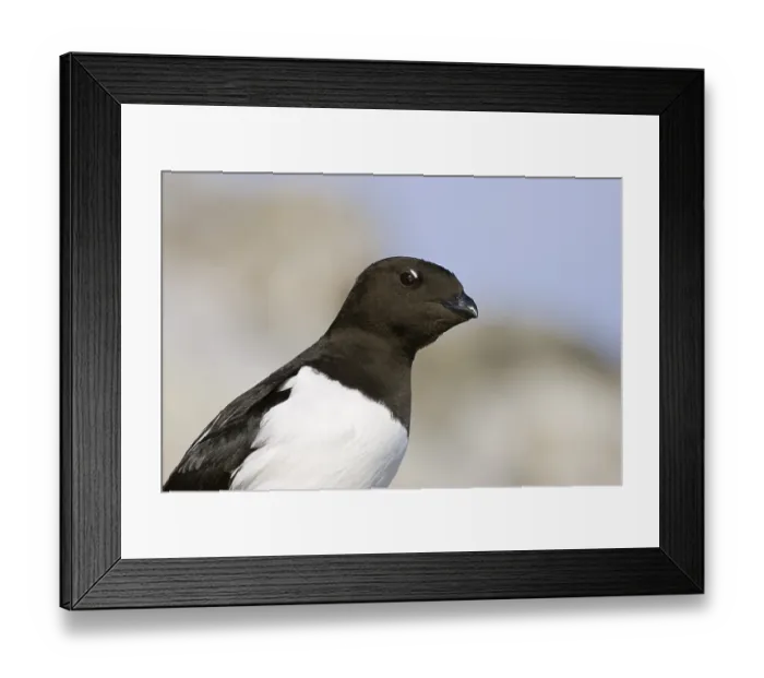 Framed Print : Little Auk or Dovekie (Alle alle)