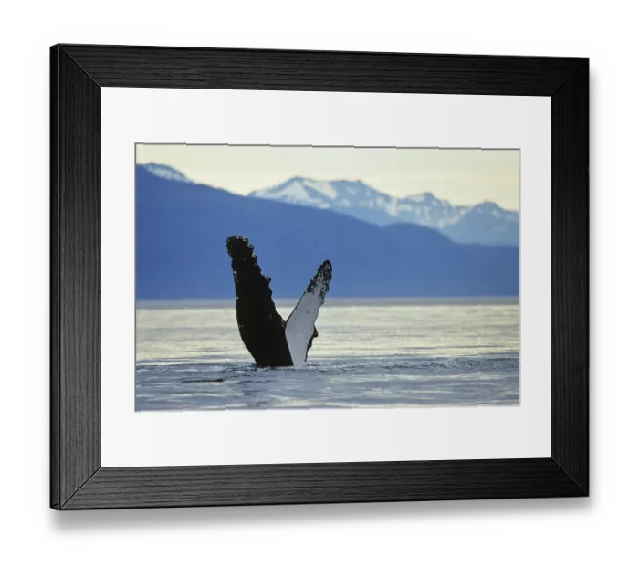 Framed Print : Humpback Whales (Megaptera novaeangliae) Framed Print : Humpback Whales (Megaptera novaeangliae)