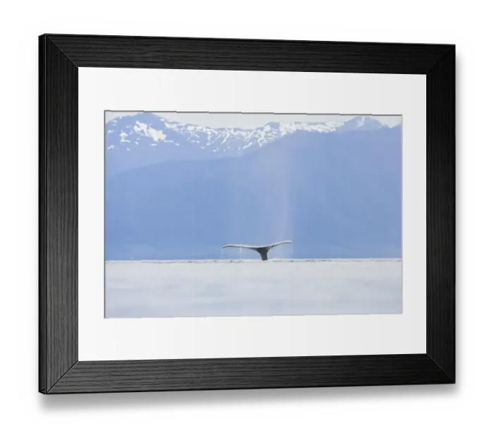 Framed Print : Humpback Whale, fluke (Megaptera novaeangliae) Framed Print : Humpback Whale, fluke (Megaptera novaeangliae)
