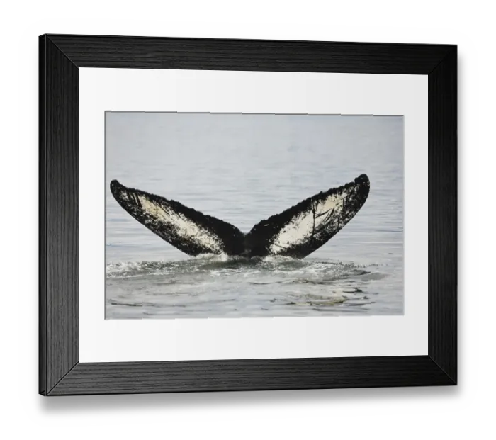 Framed Print : Humpback Whale, fluke (Megaptera novaeangliae)