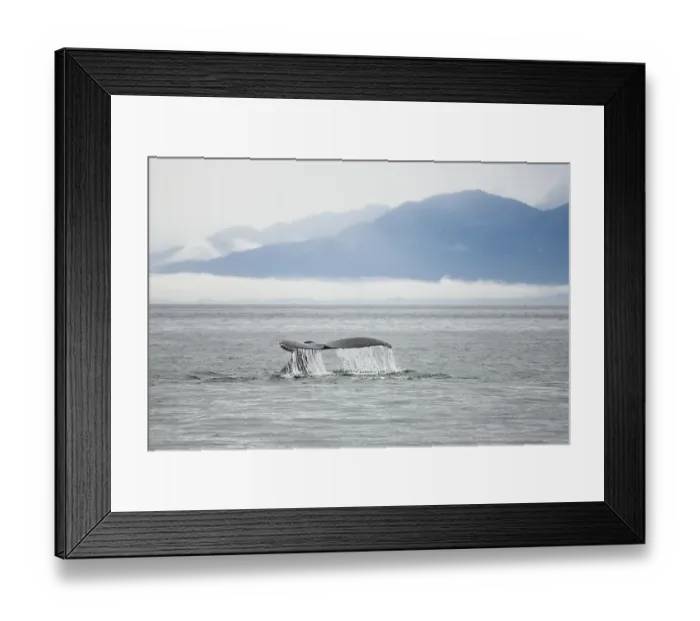 Framed Print : Humpback Whale (Megaptera novaeangliae) Framed Print : Humpback Whale (Megaptera novaeangliae)