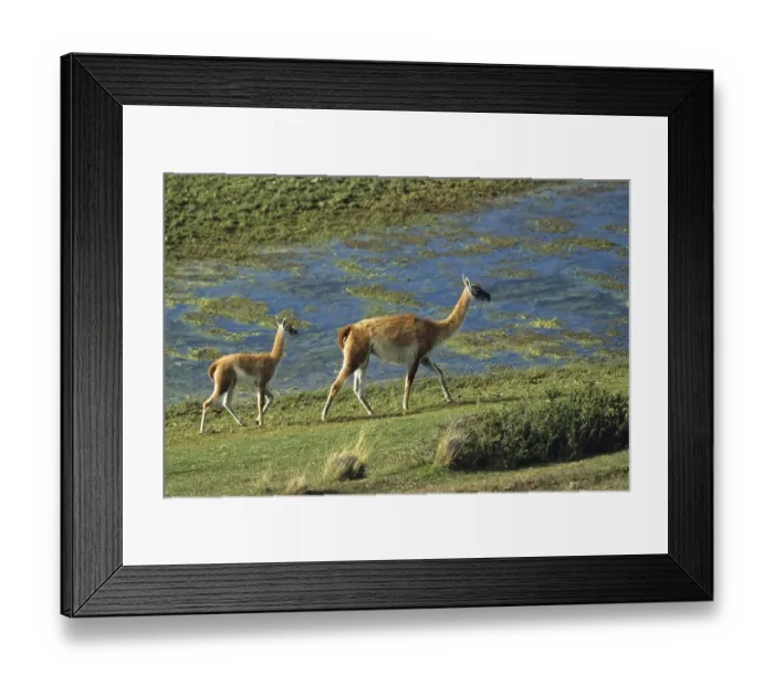 Framed Print : Guanaco (Lama guanicoe) with young