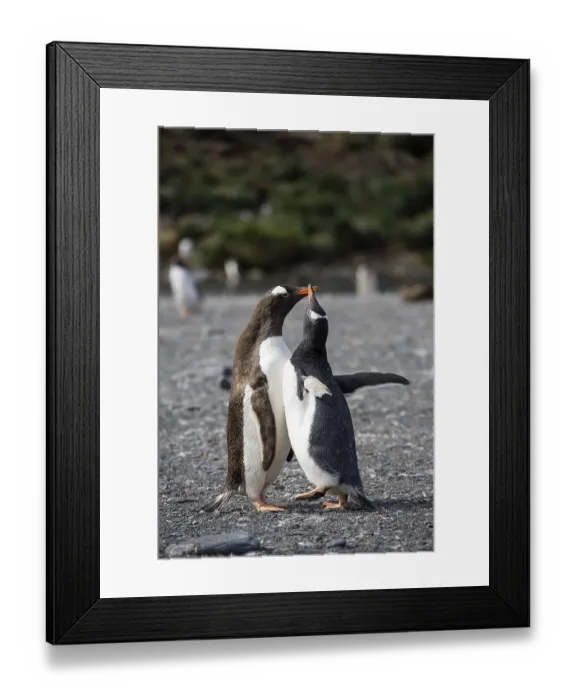 Framed Print : Gentoo Penguins (Pygoscelis papua)