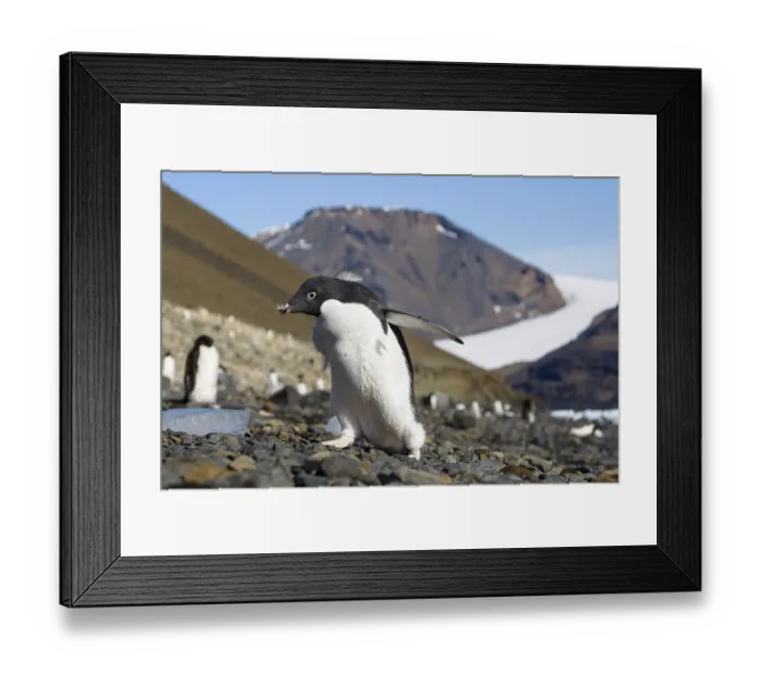 Framed Print : Young Gentoo Penguin (Pygoscelis papua)
