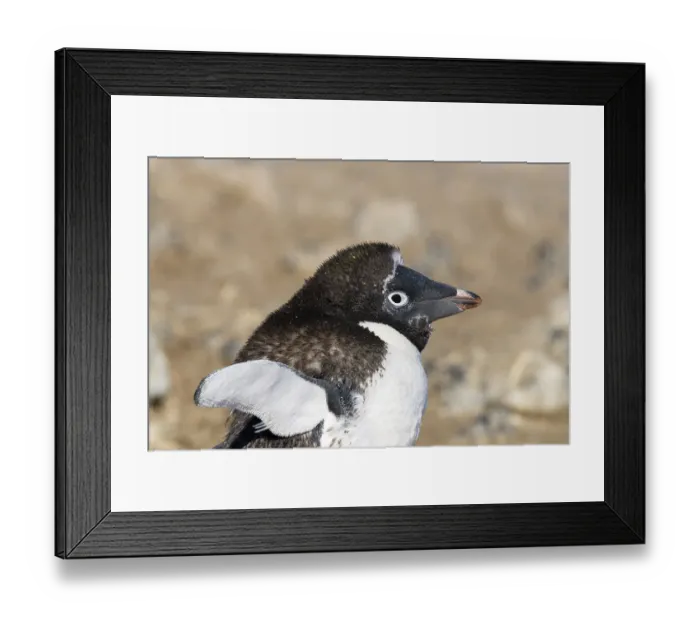 Framed Print : Young Gentoo Penguin (Pygoscelis papua)