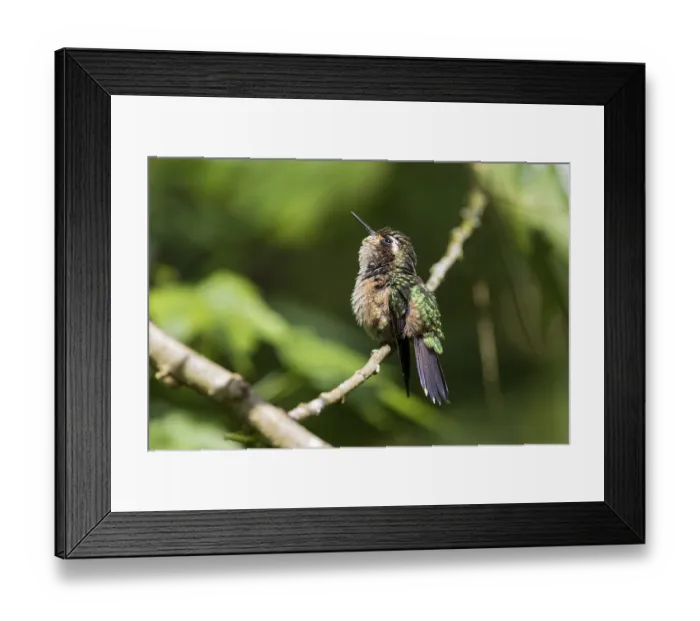 Framed Print : Speckled Hummingbird (Adelomyia melanogenys) Framed Print : Speckled Hummingbird (Adelomyia melanogenys)