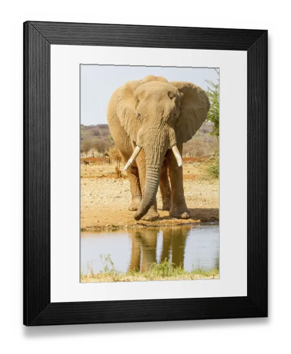 Framed Print : African elephant (Loxodonta africana)