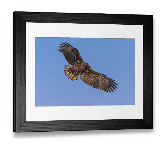 Framed Print : White-tailed eagle (Haliaeetus albicilla ) Framed Print : White-tailed eagle (Haliaeetus albicilla )