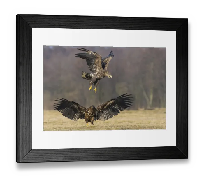 Framed Print : White-tailed eagle (Haliaeetus albicilla )