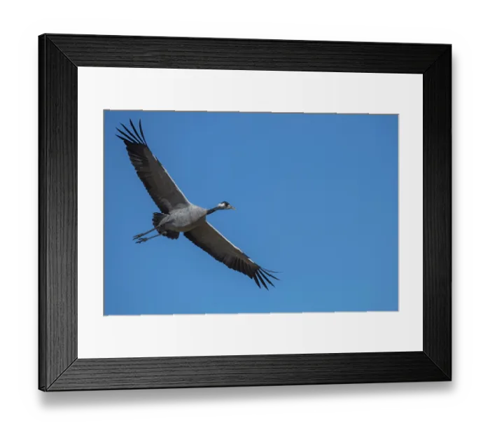 Framed Print : Common crane (grus grus), flying in front of a blue sky Framed Print : Common crane (grus grus), flying in front of a blue sky