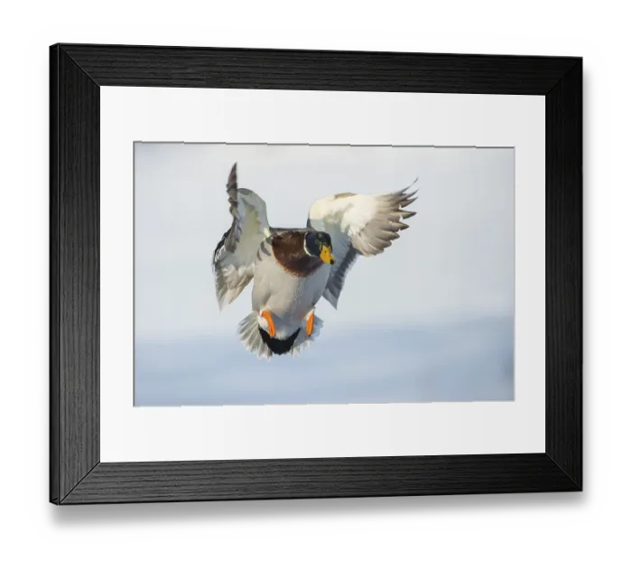 Framed Print : Flying Mallard ( Anas platyrhynchos) in winter