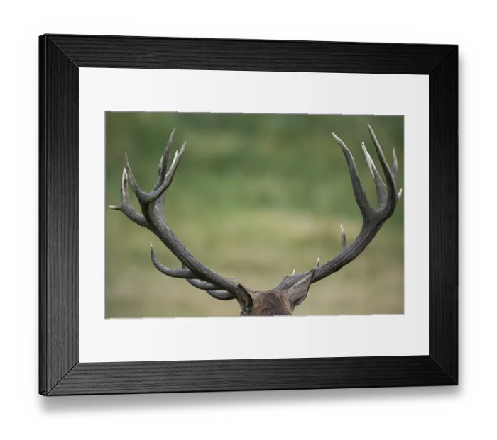 Framed Print : Strong antlers of a red deer ( Cervus elaphus) Klamptenborg