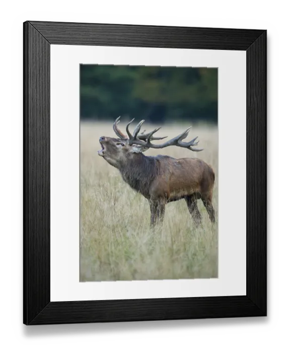 Framed Print : Tube transmitter red deer ( Cervus elaphus) in rut