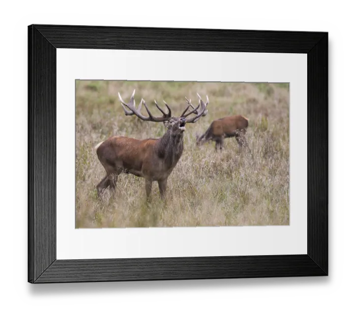 Framed Print : Tube transmitter red deer ( Cervus elaphus) in rut