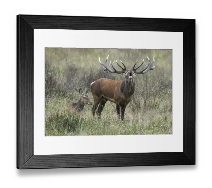 Framed Print : Tube transmitter red deer ( Cervus elaphus) in rut