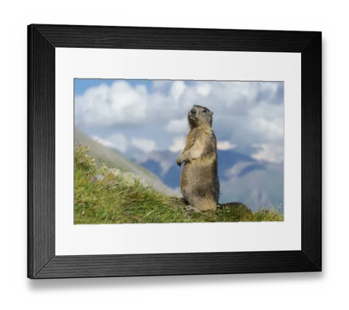 Framed Print : Marmot (Marmota marmota) in the Alps Framed Print : Marmot (Marmota marmota) in the Alps