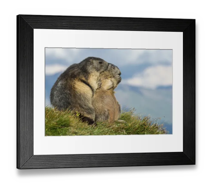 Framed Print : Marmot (Marmota marmota) in the Alps