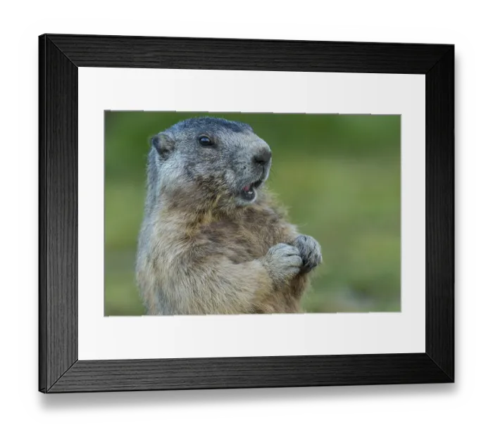 Framed Print : Marmot (Marmota marmota) in the Alps Framed Print : Marmot (Marmota marmota) in the Alps
