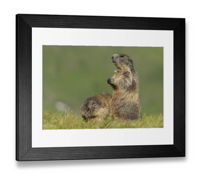 Framed Print : Marmots (Marmota marmota) in the Alps Framed Print : Marmots (Marmota marmota) in the Alps