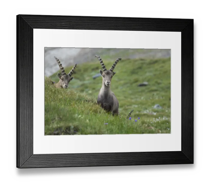 Framed Print : Alpine Ibex (Capra ibex), ibex Framed Print : Alpine Ibex (Capra ibex), ibex