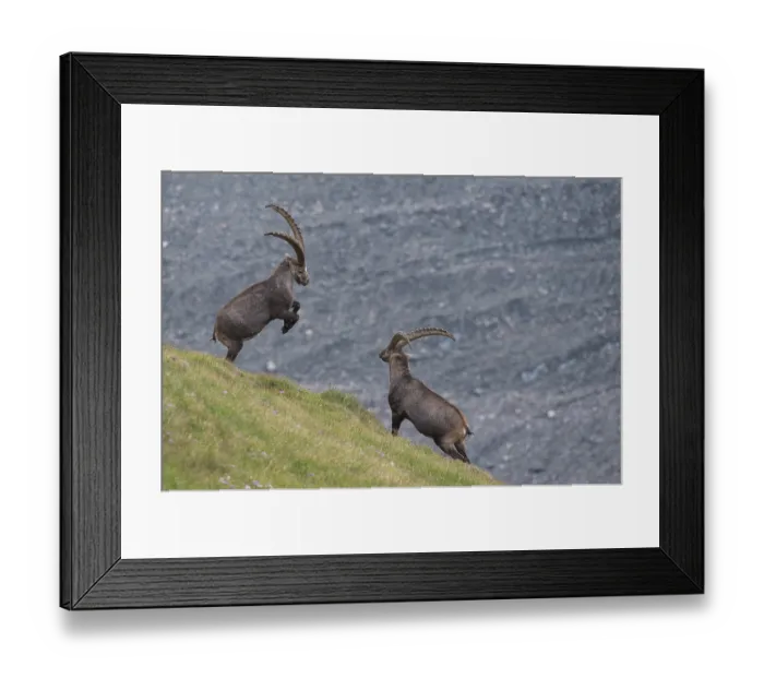 Framed Print : Fighting alpine ibex (Capra ibex) Framed Print : Fighting alpine ibex (Capra ibex)