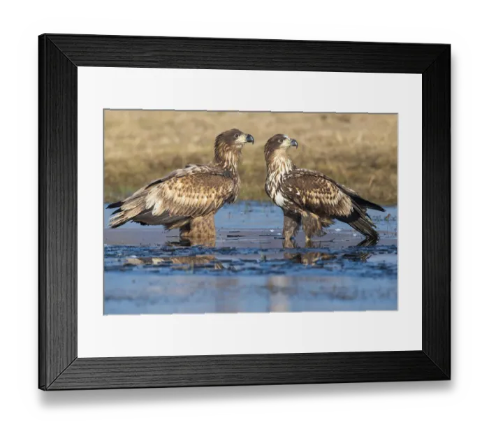 Framed Print : Two young white-tailed eagles (Haliaeetus albicilla) in winter Framed Print : Two young white-tailed eagles (Haliaeetus albicilla) in winter