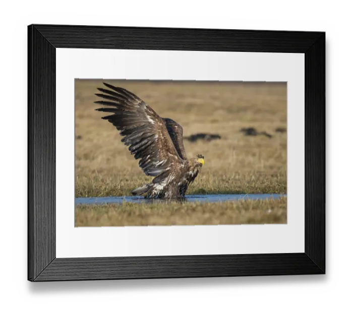 Framed Print : Bathing White-tailed eagle (Haliaeetus albicilla)