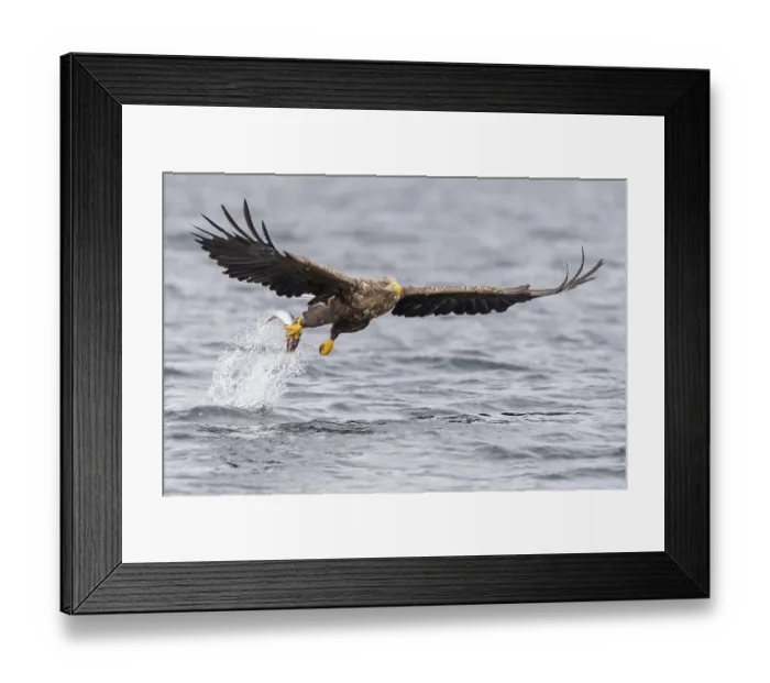 Framed Print : White-tailed eagle (Haliaeetus albicilla)