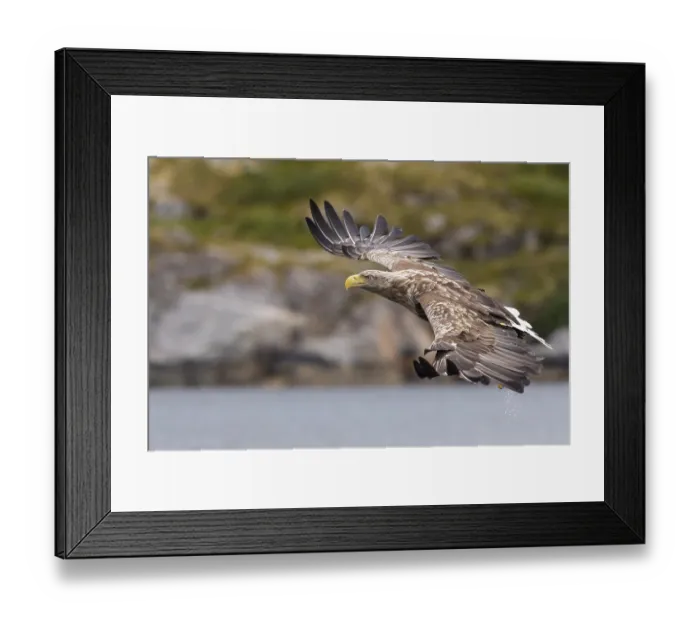 Framed Print : White-tailed eagle (Haliaeetus albicilla)