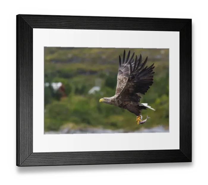 Framed Print : White-tailed eagle (Haliaeetus albicilla) Framed Print : White-tailed eagle (Haliaeetus albicilla)