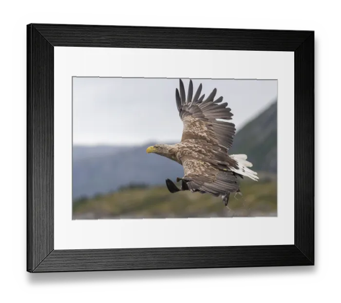 Framed Print : White-tailed eagle (Haliaeetus albicilla) Framed Print : White-tailed eagle (Haliaeetus albicilla)