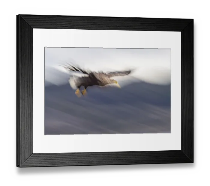 Framed Print : White-tailed eagle (Haliaeetus albicilla)