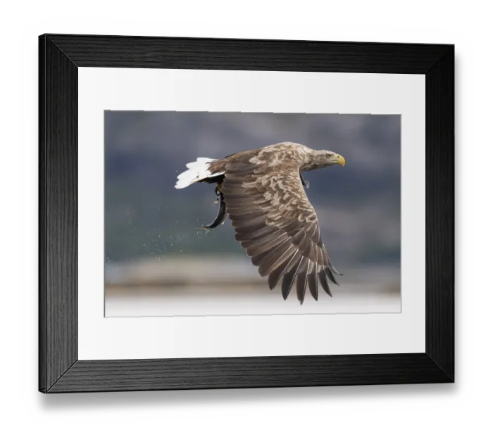 Framed Print : White-tailed eagle (Haliaeetus albicilla)