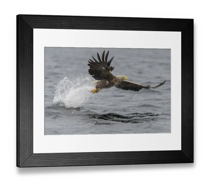 Framed Print : White-tailed eagle (Haliaeetus albicilla)