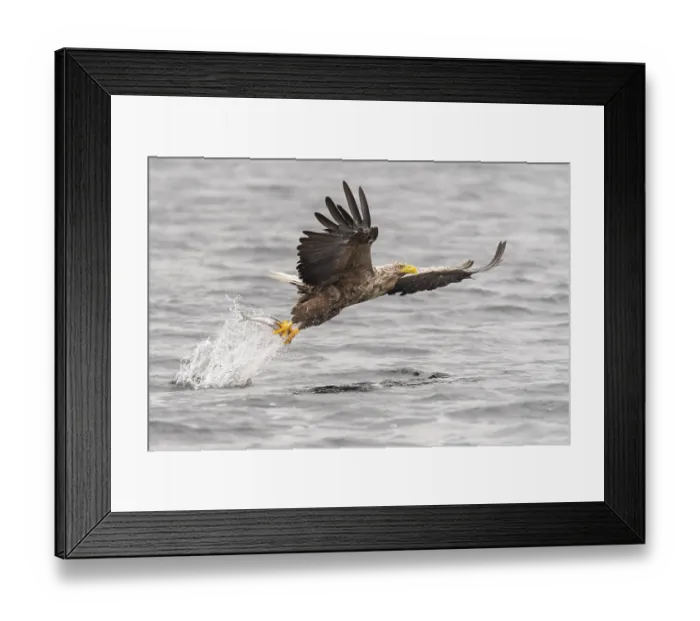 Framed Print : White-tailed eagle (Haliaeetus albicilla) Framed Print : White-tailed eagle (Haliaeetus albicilla)