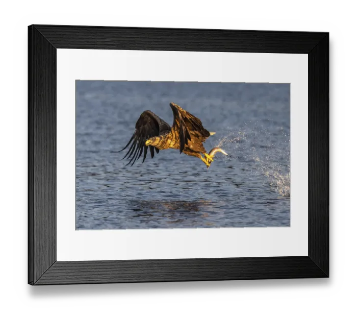 Framed Print : White-tailed eagle (Haliaeetus albicilla)