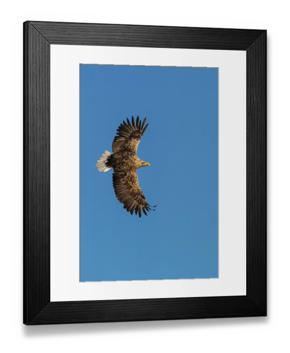 Framed Print : White-tailed eagle (Haliaeetus albicilla)